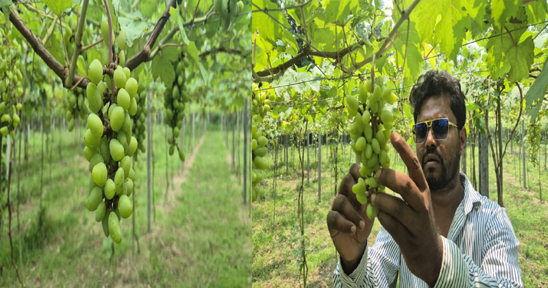  শখের আঙুর বাগানই ভাগ্যের চাকা ঘুরছে ফারদিনের