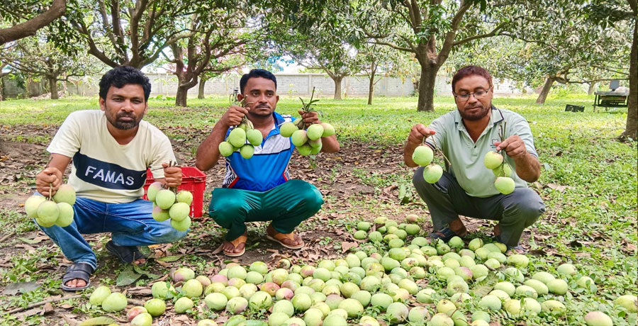 রাজশাহীতে আমে ৮০০ কোটি টাকা আয়ের সম্ভাবনা