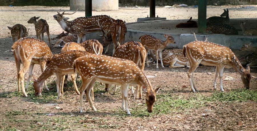 বোটানিক্যাল গার্ডেনের নাম পরিবর্তন, নতুন নাম রাজশাহী বার্ড পার্ক