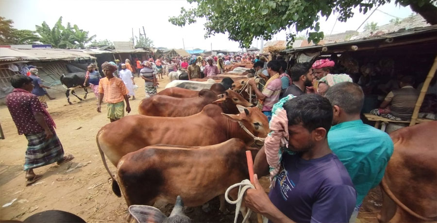 অতিরিক্ত পশু নিয়ে দুশ্চিন্তায় খামারিরা