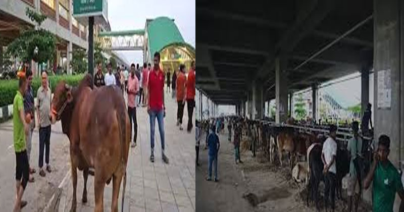  দিয়াবাড়ীতে রাস্তায় কোরবানির হাট, ৩ জনের তদন্ত কমিটি গঠন