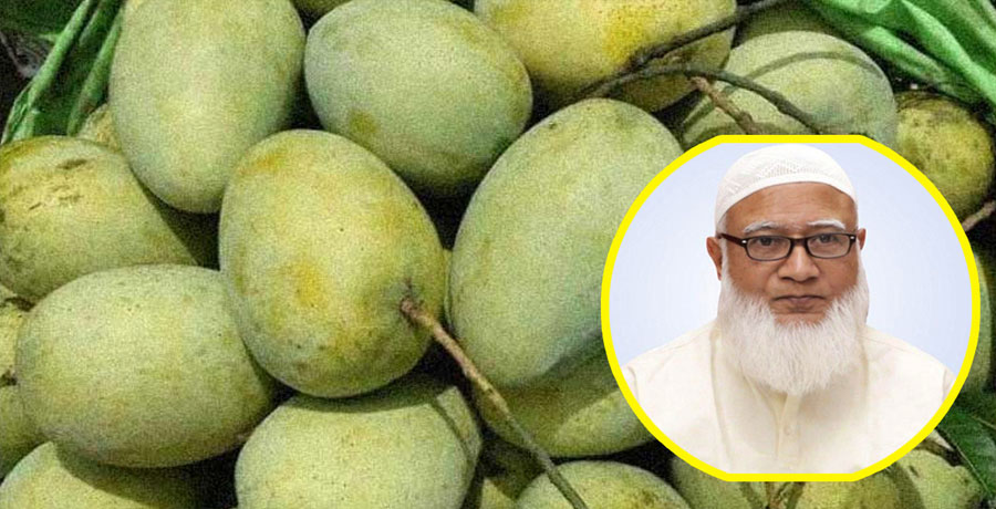 সংসদে ১০ কেজি করে আম উপহার, প্রশংসায় জামায়াত আমির