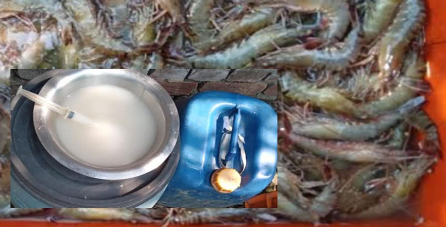 চিংড়িতে জেলি মিশ্রিত করার ঘটনা উদ্বেগজনকভাবে বেড়েছে