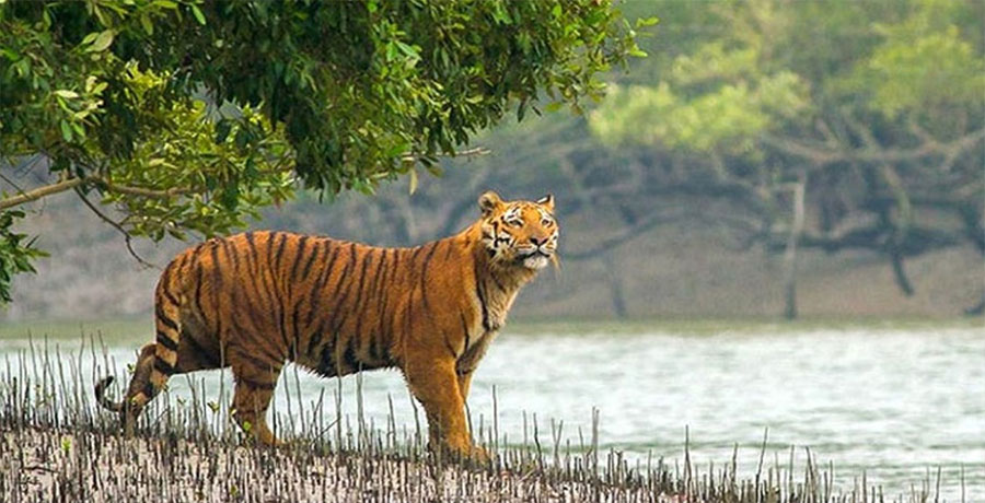 সংখ্যা বাড়লে এখনো টিকে থাকার লড়াইয়ে সুন্দরবনের বাঘ